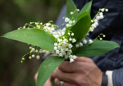 Sigtuna Ingegerdsleden Etapp 4 Liljekonvalj Anna Maria Blomqvist Webb