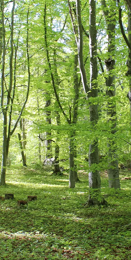 Vårskog i Sigtuna